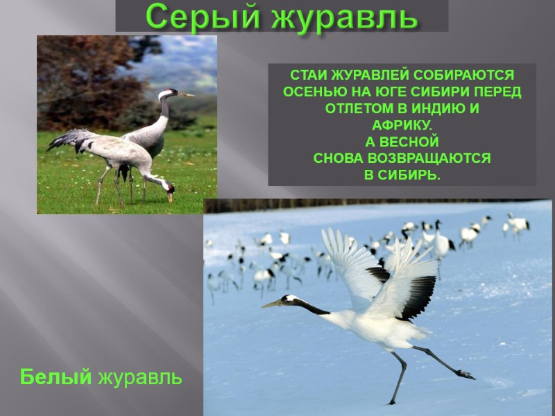 Серый журавль СТАИ ЖУРАВЛЕЙ СОБИРАЮТСЯ ОСЕНЬЮ НА ЮГЕ СИБИРИ ПЕРЕД  ОТЛЕТОМ В ИНДИЮ